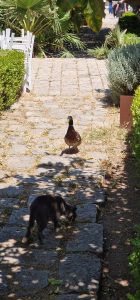 Hydra Island with Athens Day Cruise Hydra Island with Athens Day Cruise